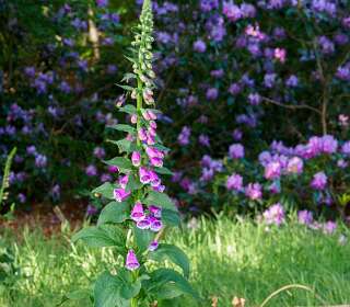 Vanaf Eerde<br>door de Sahara