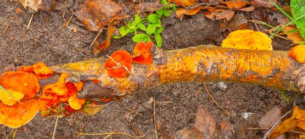 Oranje paddestoel groei op hout, Pycnoporus cinnabarinus, ook bekend als de Cinnaber polypore