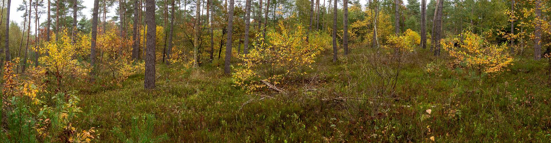 Klik om de knoppen te tonen of te verbergen