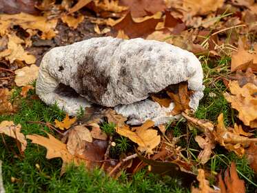 Helaas kan ik niet vinden wat dit is.