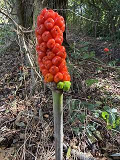 Italiaanse Aronskelk / Arum italicum