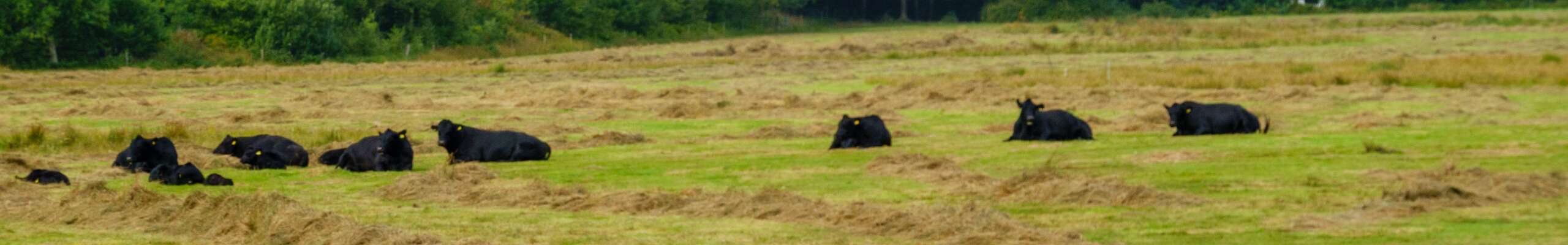 Klik om de knoppen te tonen of te verbergen