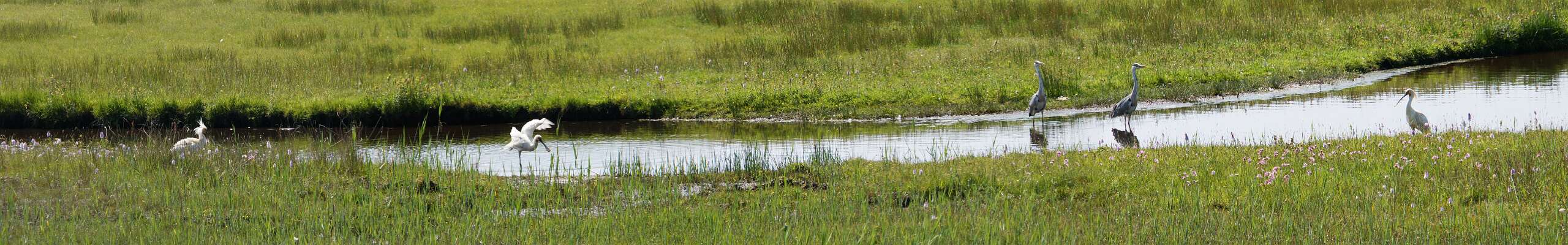 Klik om de knoppen te tonen of te verbergen