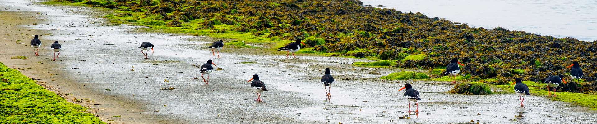 Click to show or hide the buttons