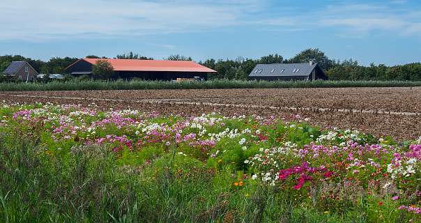 Bij de camping Brouwersgggdam