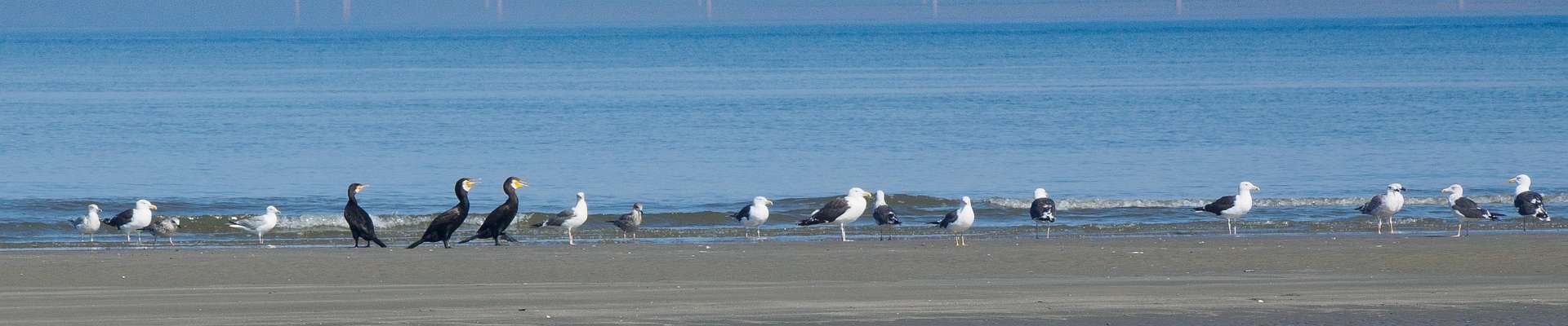 Click to show or hide the buttons