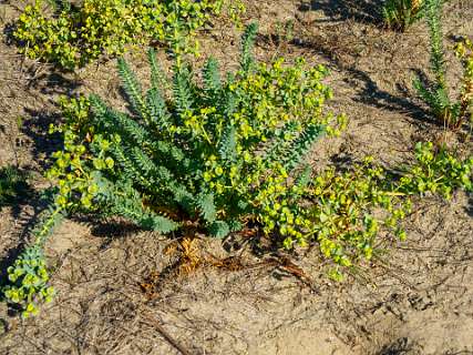 Euphorbia