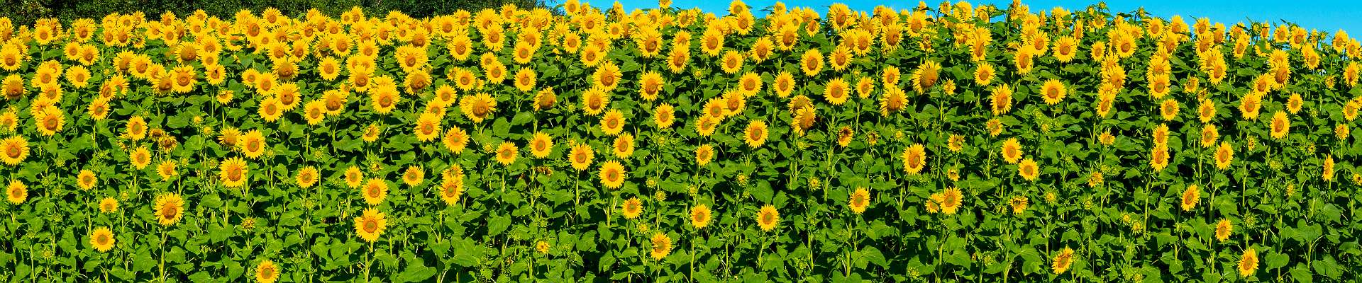 Click to show or hide the buttons