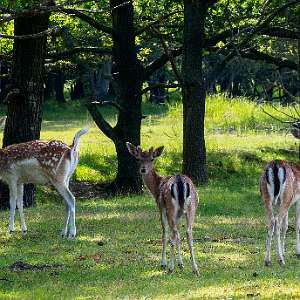  Waterleidingduinen Zuid