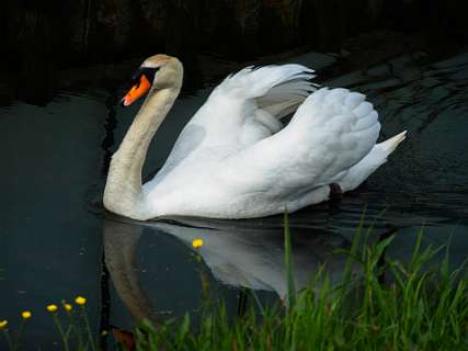 Braassemermeer, Wijde Aa