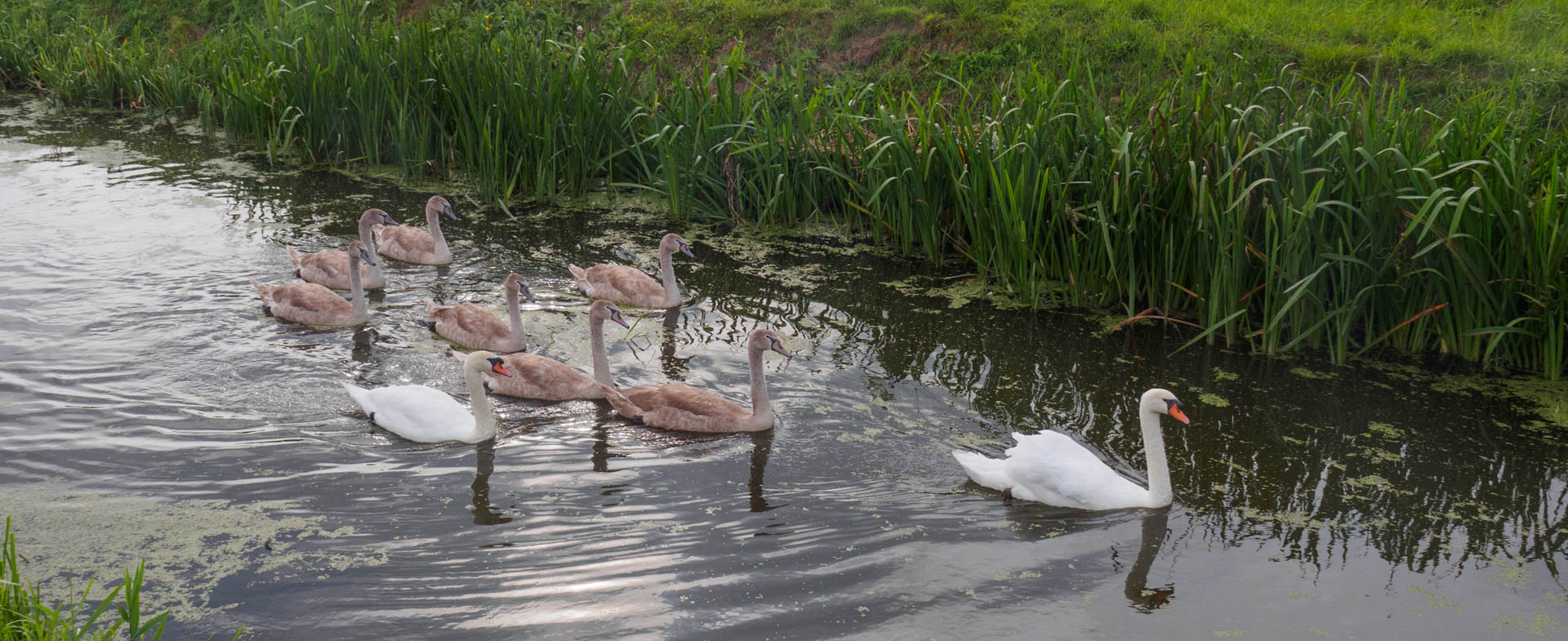 Click to show or hide the buttons