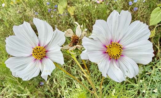 Cosmea