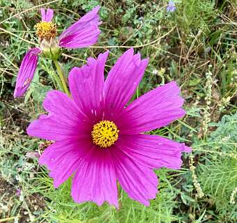Cosmea