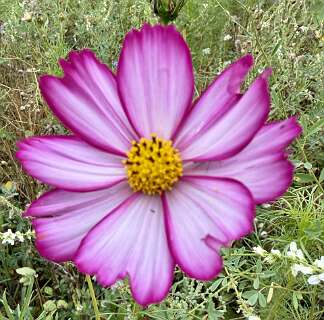 Cosmea