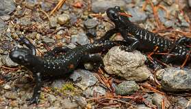 Schatzalp Erbalp Stafelalp Glaris