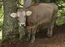 Schatzalp Erbalp Stafelalp Glaris