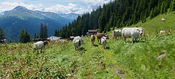 Schatzalp Erbalp Stafelalp Glaris<br>Erbalp