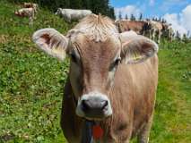 Schatzalp Erbalp Stafelalp Glaris