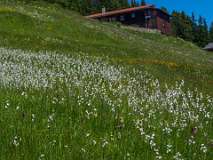 Schatzalp Erbalp Stafelalp Glaris<br>Wollegras