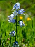 Schatzalp Erbalp Stafelalp Glaris<br>Campanula