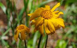 Schatzalp Erbalp Stafelalp Glaris<br>Arnica