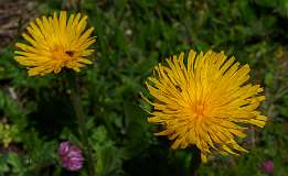 Schatzalp Erbalp Stafelalp Glaris<br>Biggekruid