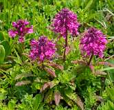 Madrisa<br>Kartelblad