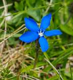 Madrisa<br>Kleine Gentiaan