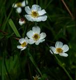 Madrisa<br>Witte Boterbloem