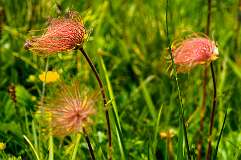 Madrisa<br>Uitgebloeide Bergannemonen