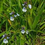 Madrisa<br>Ogentroost