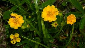 Madrisa<br>Goudgele Ganzerik / Potentilla Aurea