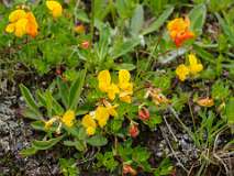 Madrisa<br>Alpenrolklaver