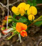 Madrisa<br>Alpenrolklaver