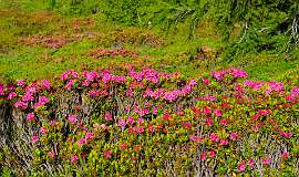 Jatzmeder Sertig Sand<br>De Alpenroosjes staan hier vroeg in bloei