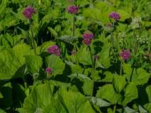 Jatzmeder Sertig Sand