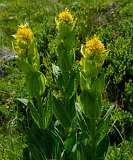 Jatzmeder Sertig Sand<br>Gentiaan