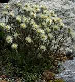 Alpinum, Schatzalp, botanische tuin<br>Syncarpha vestita
