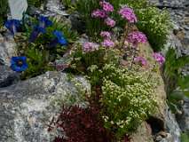 Alpinum, Schatzalp, botanische tuin
