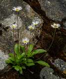 Alpinum, Schatzalp, botanische tuin<br>Erigeron pulchellus