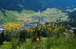 Alpinum, Schatzalp, botanische tuin<br>Davos