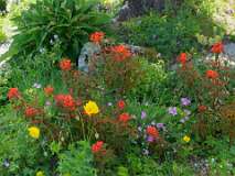 Alpinum, Schatzalp, botanische tuin<br>Euphorbia