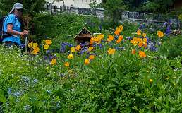 Alpinum, Schatzalp, botanische tuin