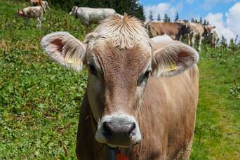 Schatzalp - Erbalp -Stafelalp - Glaris