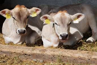 Gotchnaboden - Wolfgang