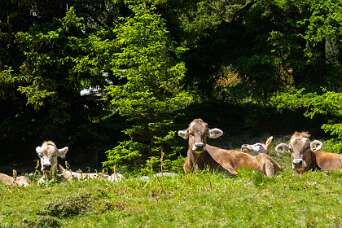 Jatzmeder - Sertigtal - Sand