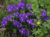 Langsporig viooltje / Viola calcarata