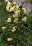 kartelblad / Pedicularis
