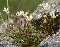 Altijdgroene steenbreek / Saxifraga paniculata