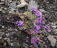 Alpenleeuwebek / Lineria alpina